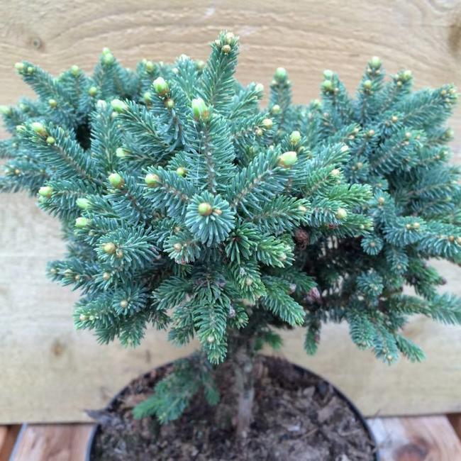 Picea glauca 'Oriel'