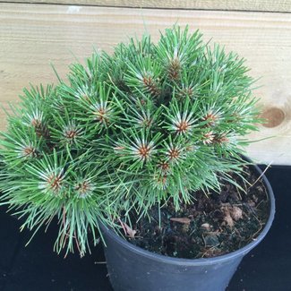 Pinus nigra 'Ola'