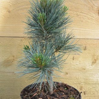 Pinus strobus 'Elf'