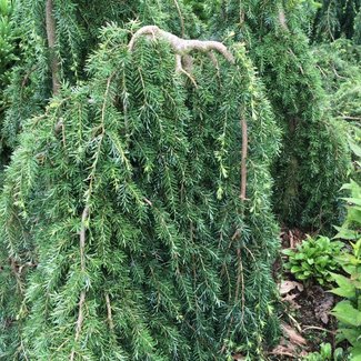 Tsuga caroliniana 'La Bar's Weeping'