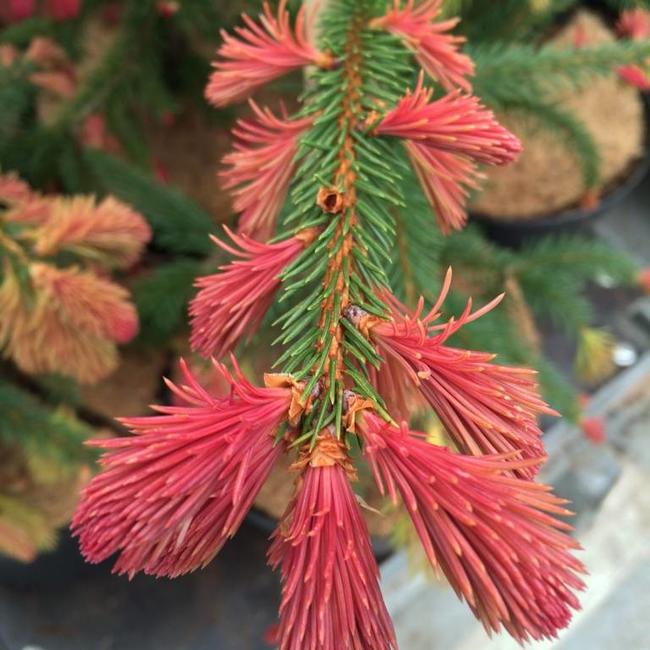 Picea abies 'Smultron'