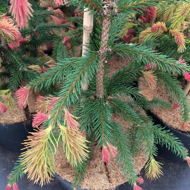 Picea abies 'Smultron'