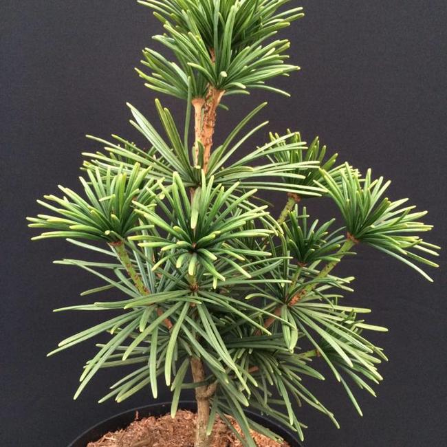 Sciadopitys verticillata 'Speerspitze'