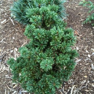 Pinus parviflora 'Al Fordham'