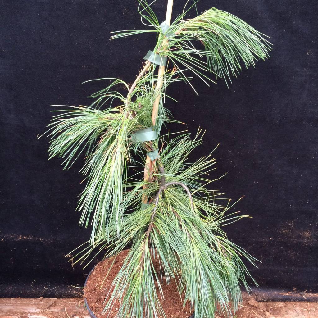 Pinus strobus 'Angel Falls'