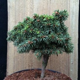 Picea abies 'Zwergnase Parsonii W.B.'