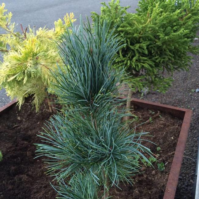 Pinus koraiensis 'Silveray'