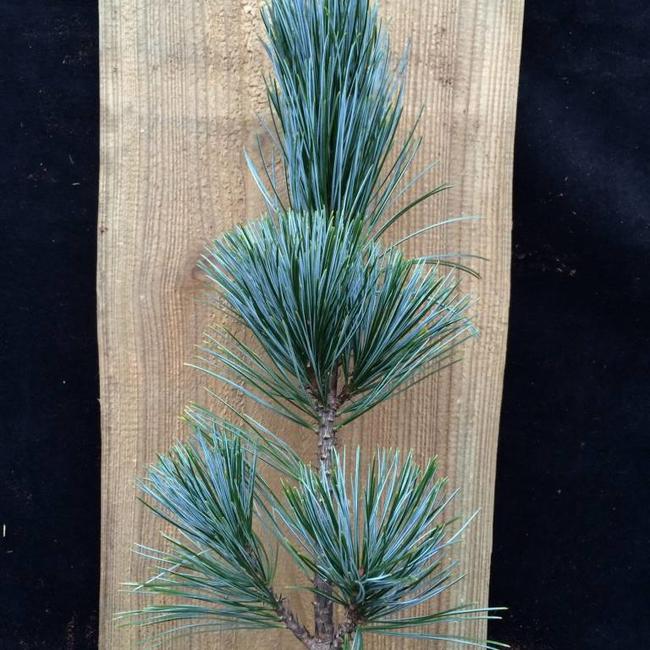 Pinus koraiensis 'Silveray'