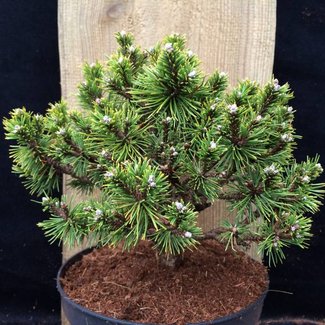 Pinus mugo 'Skalka W.B.'