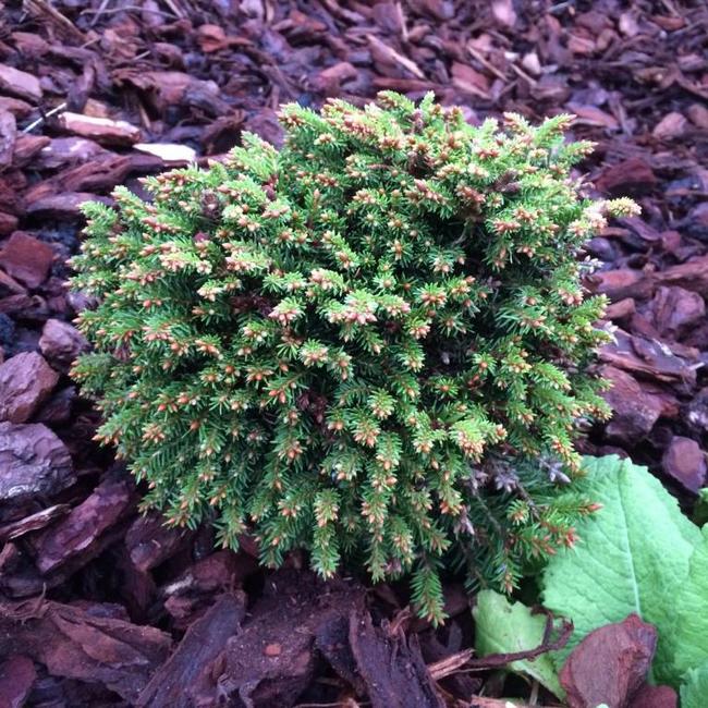 Picea abies 'Häsin'
