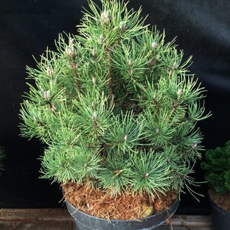 Pinus mugo 'Winzig'