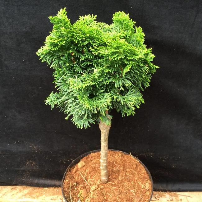 Chamaecyparis obtusa 'Hage'