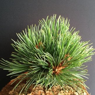 Pinus cembra 'Frieda'