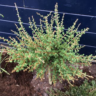 Larix decidua 'Compacta'