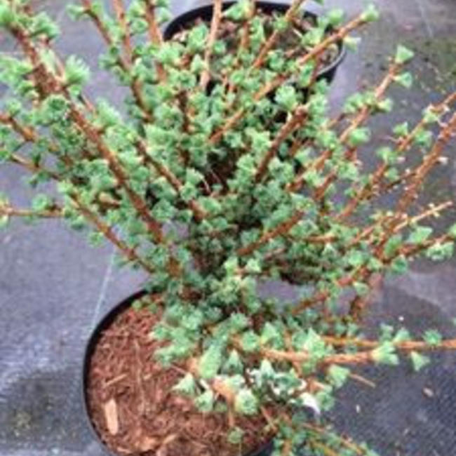 Larix laricina 'Almrausch Lutte'