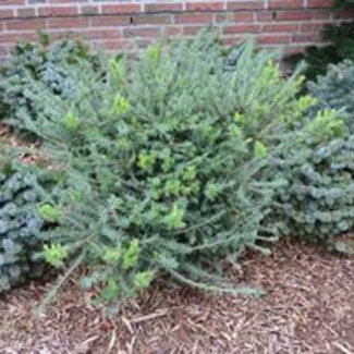 Larix laricina 'Hartwig Pine'