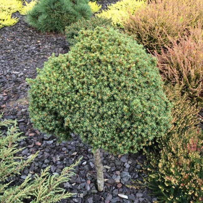 Picea abies 'Typner'