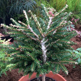 Picea orientalis 'Barnes'