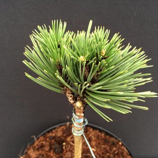 Pinus heldreichii 'Zwerg Schneverdingen'
