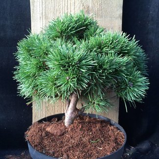 Pinus mugo 'Minimops / sport II'