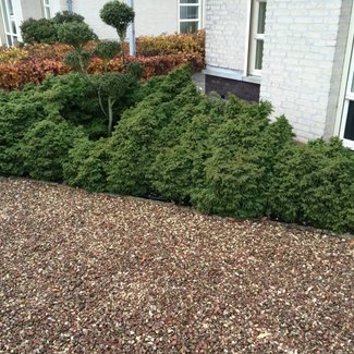 Cryptomeria japonica 'Yokohama'