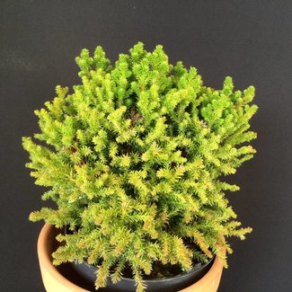 Cryptomeria japonica 'Vilmoriana'