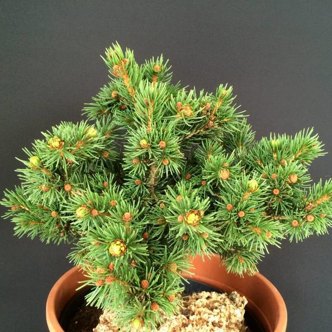 Picea abies 'Lombartsii'