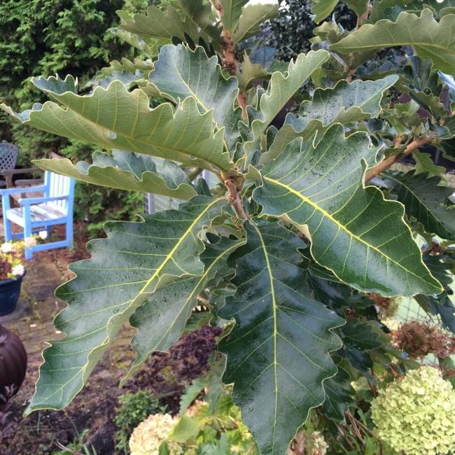 Quercus dentata 'Carl Ferris Miller'