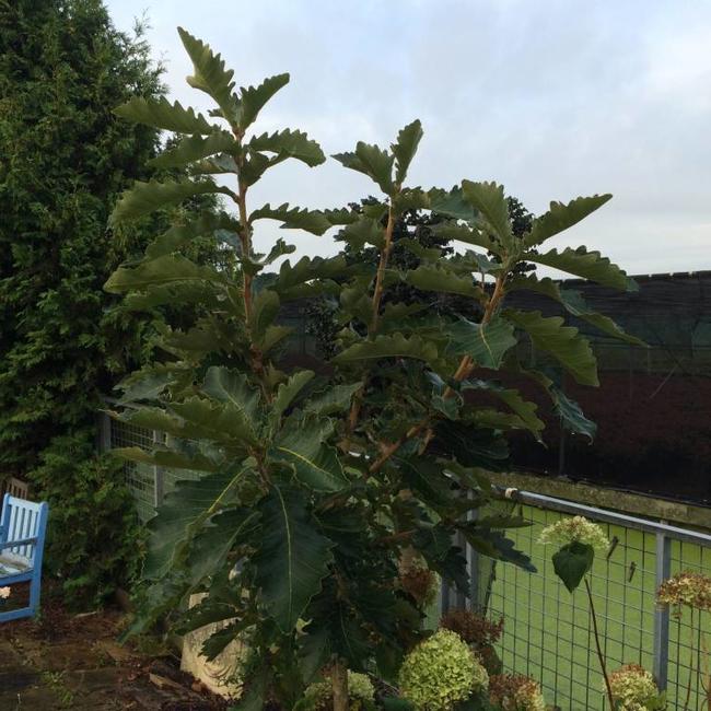Quercus dentata 'Carl Ferris Miller'
