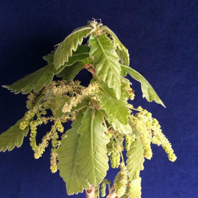 Quercus dentata 'Carl Ferris Miller'