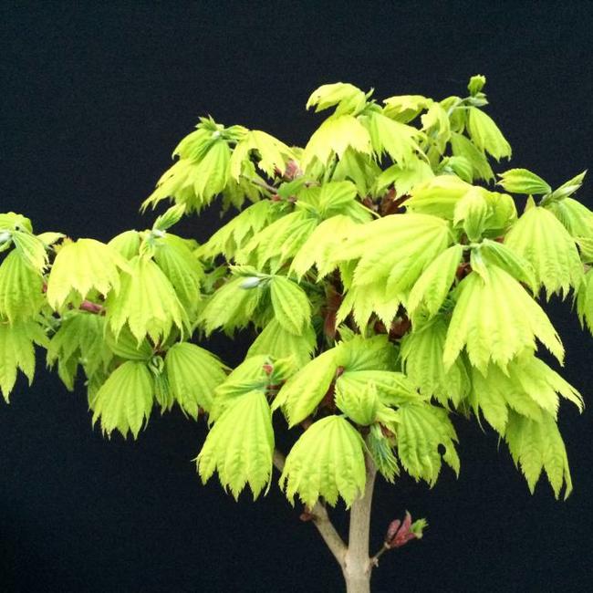 Acer shirasawanum 'Aureum'