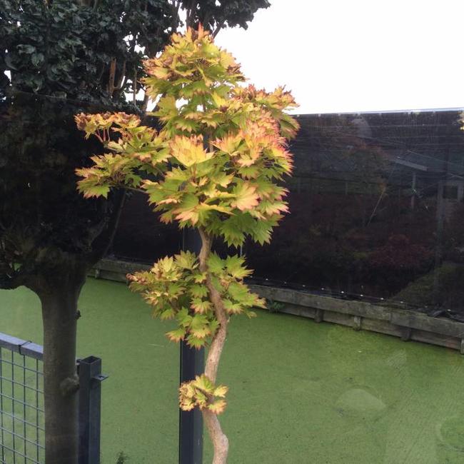 Acer shirasawanum 'Aureum'