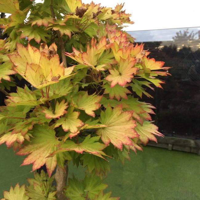 Acer shirasawanum 'Aureum'