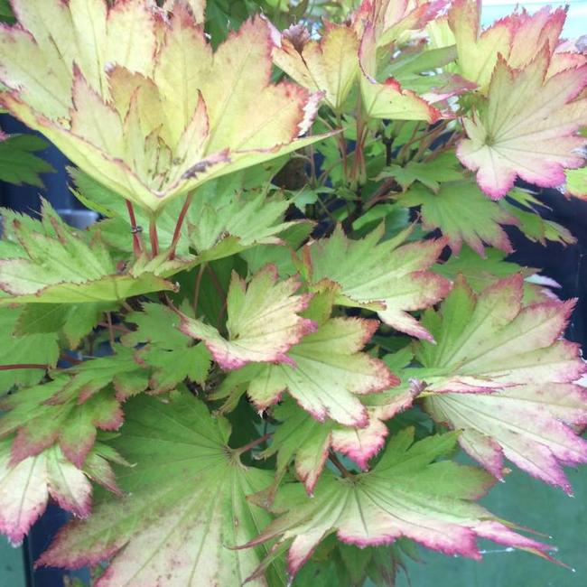 Acer shirasawanum 'Aureum'