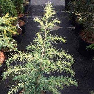 Cedrus deodara 'Feelin Sunny'