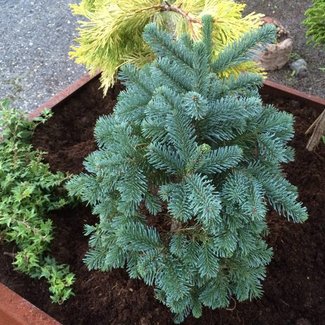 Abies procera 'Bizarro'