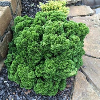 Chamaecyparis obtusa 'Leprechaun'