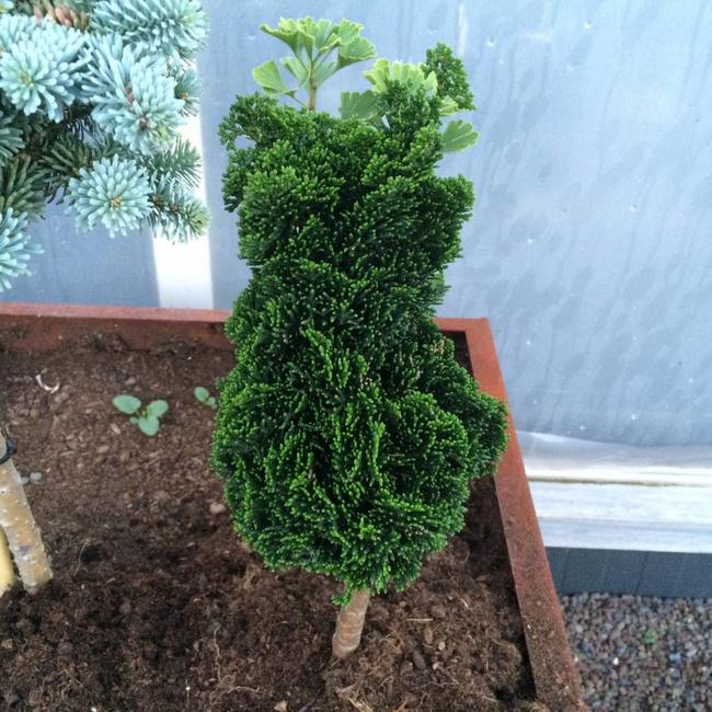 Chamaecyparis obtusa 'Leprechaun'