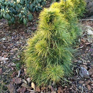 Pinus sylvestris 'Xawery'