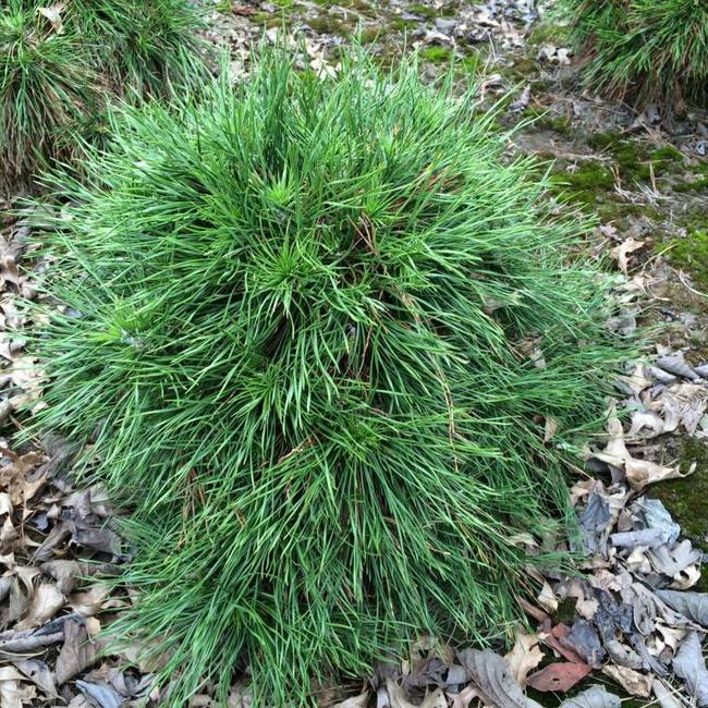 Pinus sylvestris 'Xawery'