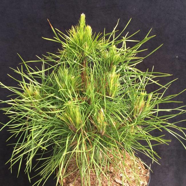 Pinus sylvestris 'Xawery'
