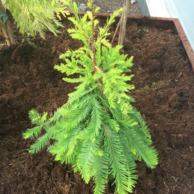 Metasequoia glyptostroboides 'Swamp Thang'