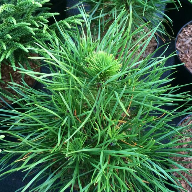 Pinus sylvestris 'Green Penguin'