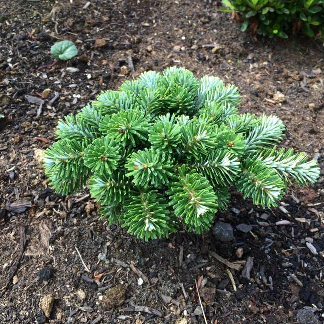 Abies koreana 'Frankenburg'