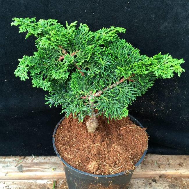 Chamaecyparis obtusa 'Bess'