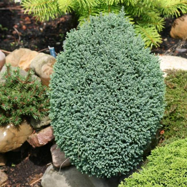 Chamaecyparis lawsoniana 'Ellwood's Nymph'