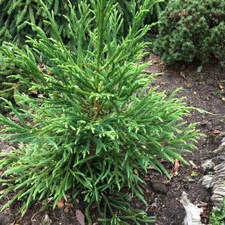 Cryptomeria japonica 'Chapel Hill'