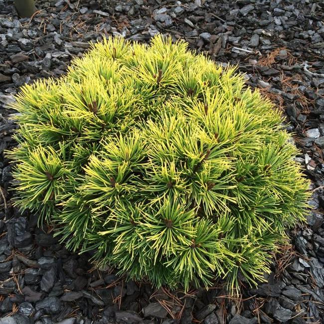 Pinus mugo 'Lemon'