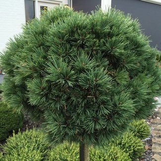 Pinus flexilis 'Ririe'
