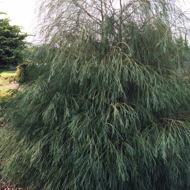 Chamaecyparis lawsoniana 'Drooping Solo'